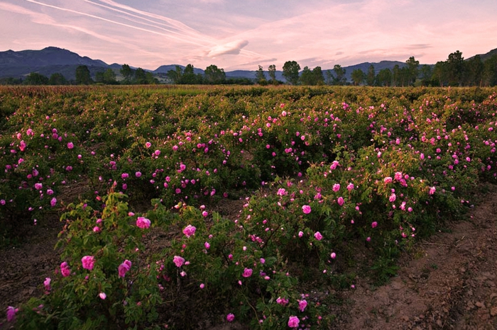 bulgarische-rose-große-wiesen-wunderschönes-foto