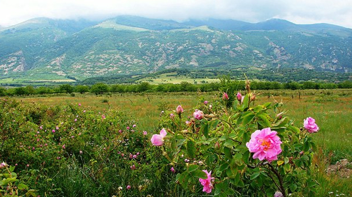 bulgarische-rose-grüne-wiesen