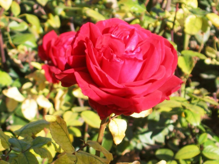 bulgarische-rose-interessante-farbe