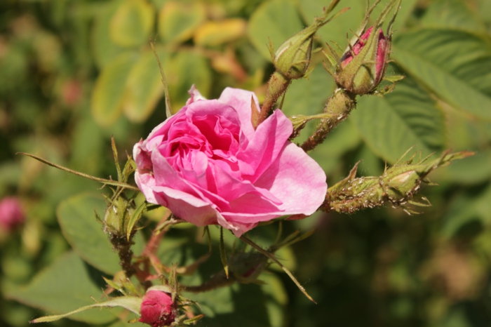 bulgarische-rose-sehr-schöne-zärtliche-blume