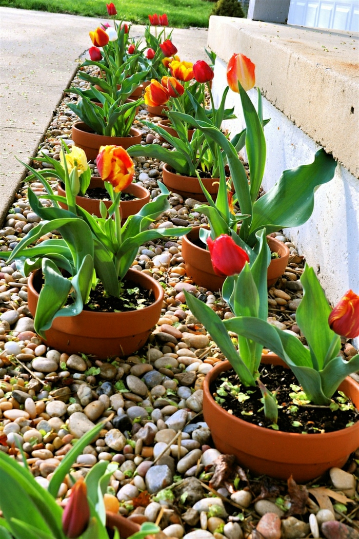 keramische-Blumentöpfe-Tulpen-dekorative-Steine-Hof-Garten