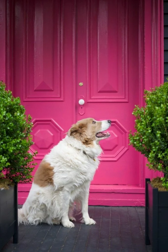 rosa-gefarbene-160-jährige-viktorianische-Haustür-vintage-retro-Hund-Blumentopf