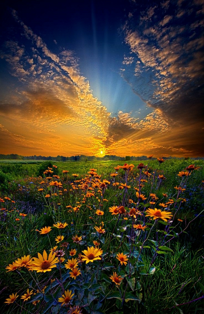 schöne-Sonnenuntergang-Bilder-Himmel-Gras-Gänseblumen