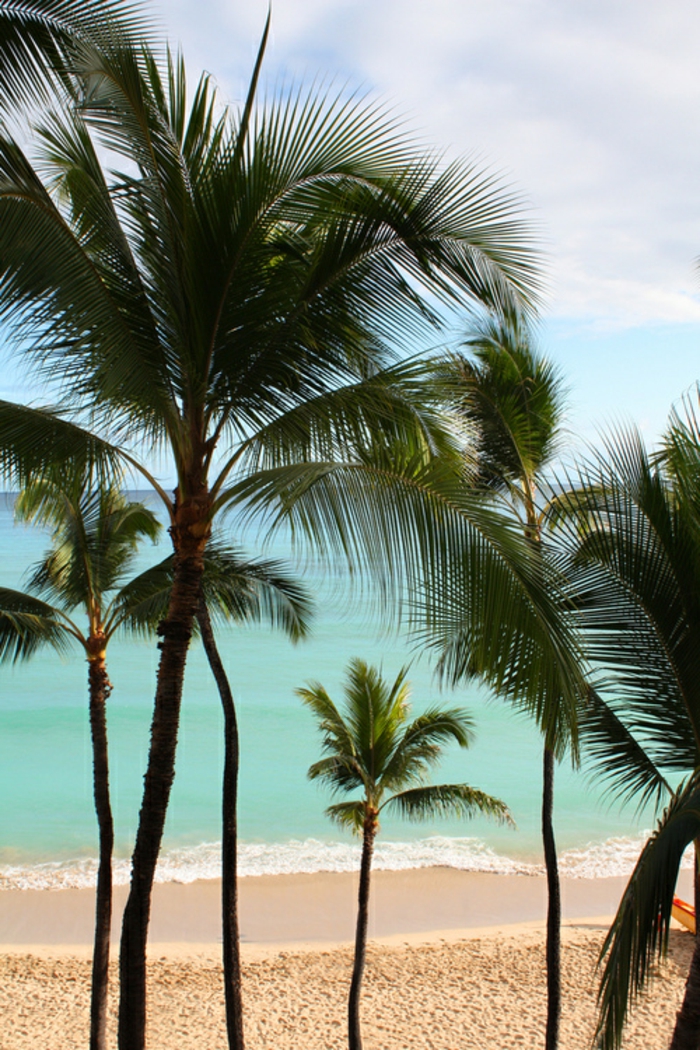 sonne-und-strand-große-palmen