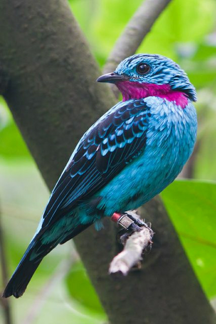 Cotinga-cayana-Vogel-blaue-Federn-rosa-Hals-exotisch