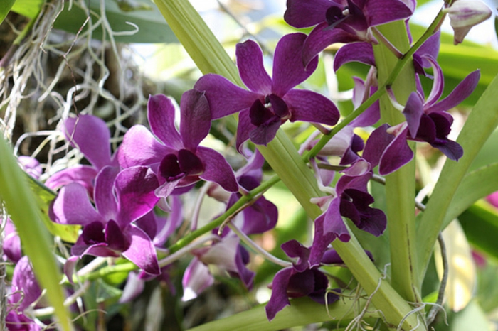 Dendrobium-Orhideen-Arten-in-lila