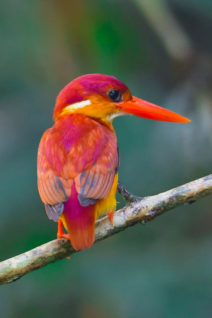 Eisvogel-grelle-Farben-orange-Zyklamen-Farbe-lila-gelb-rote-Federn-exotisch