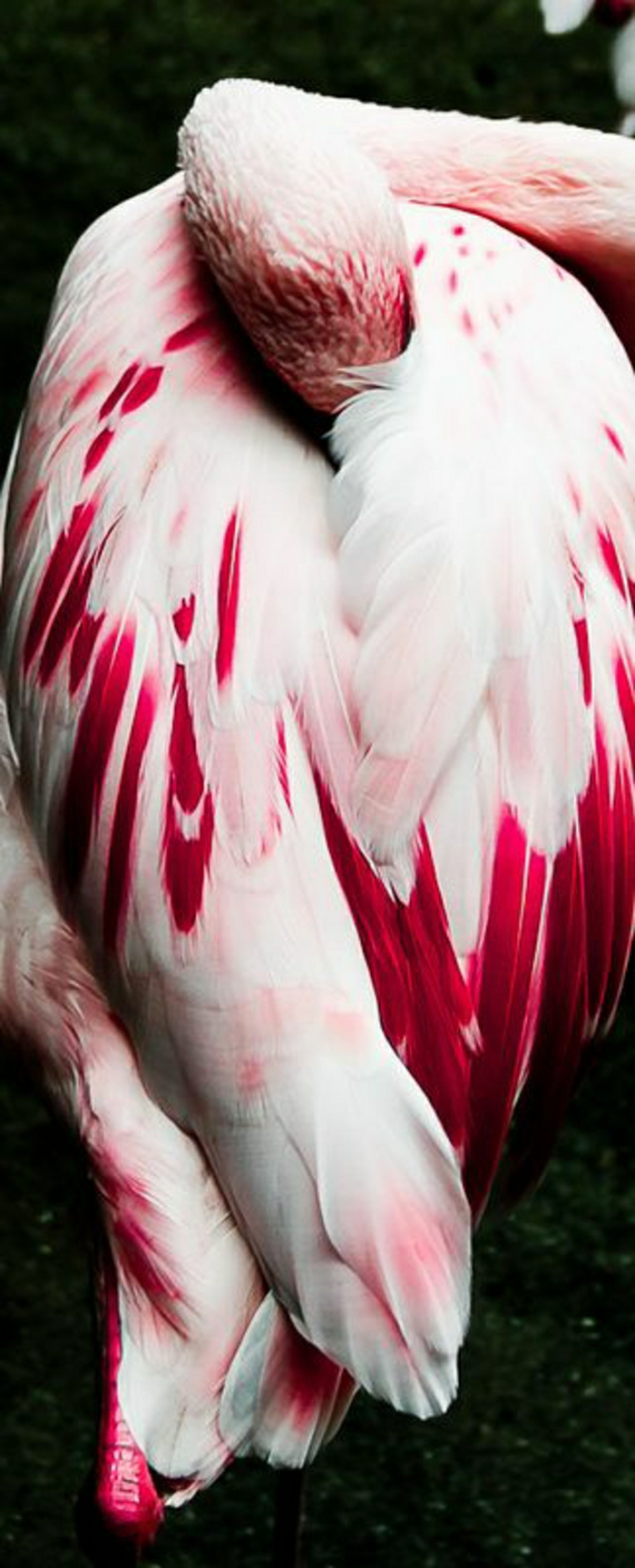 Flamingo-bunte-Federn-rosa-Nuancen