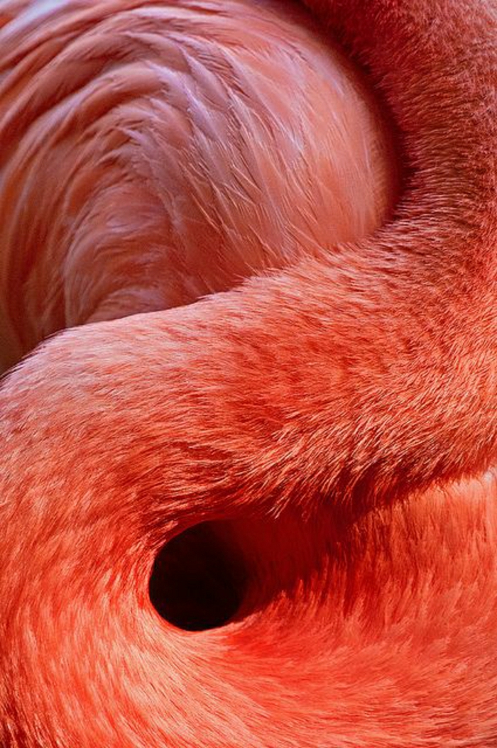 Flamingo-rosa-Federn-exotisch