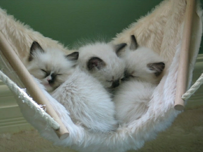 Hängematte-Schlafdecke-drei-Kätzchen