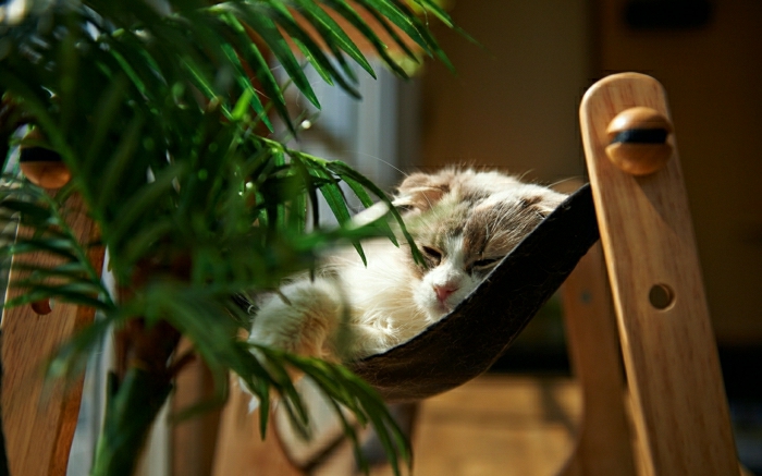 Kätzchen-Erholung-Schlaf-Katzen-Hängematte