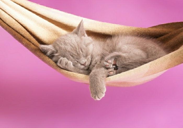 Kätzchen-schlafend-süß-Katzen-Hängematte-Plüsch-weich