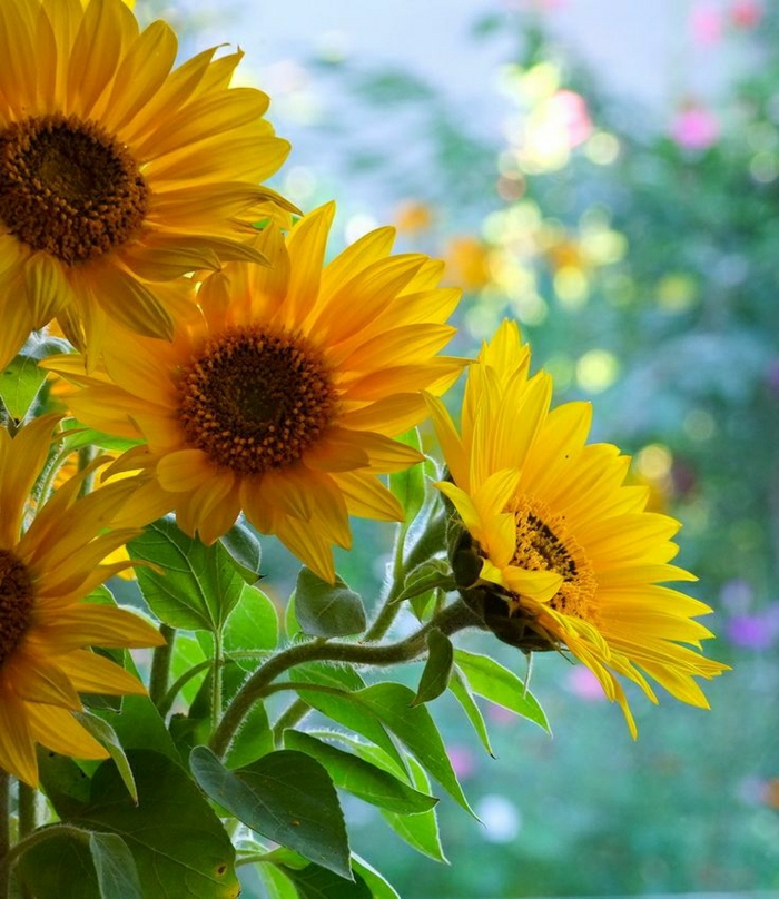 Naturbild-Sonnenblumen-schön-herrlich