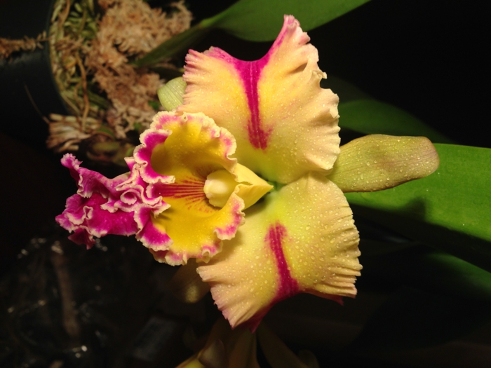 Orhideen-Arten-gelb-rosig