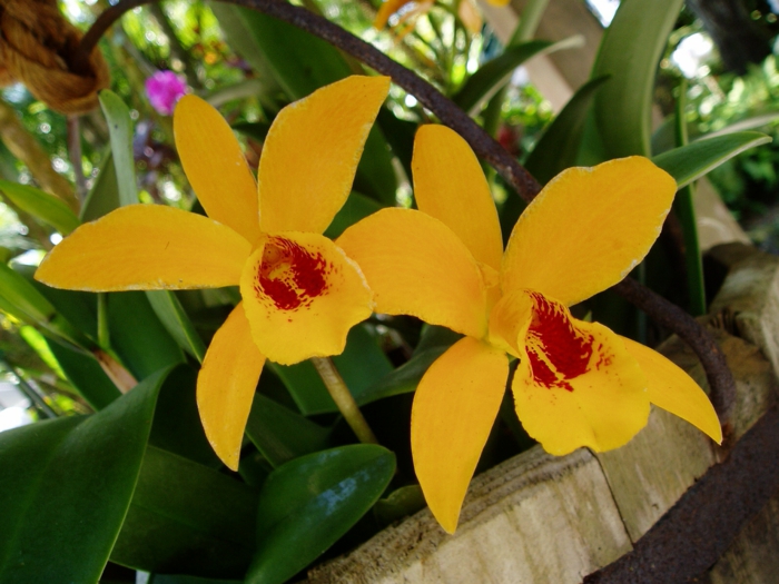 Orhideen-Arten-gelb-rot