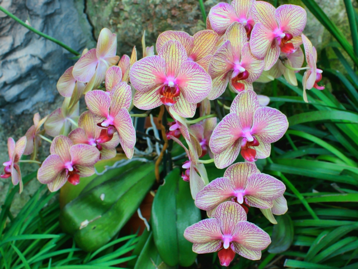 Orhideen-Arten-hübsche