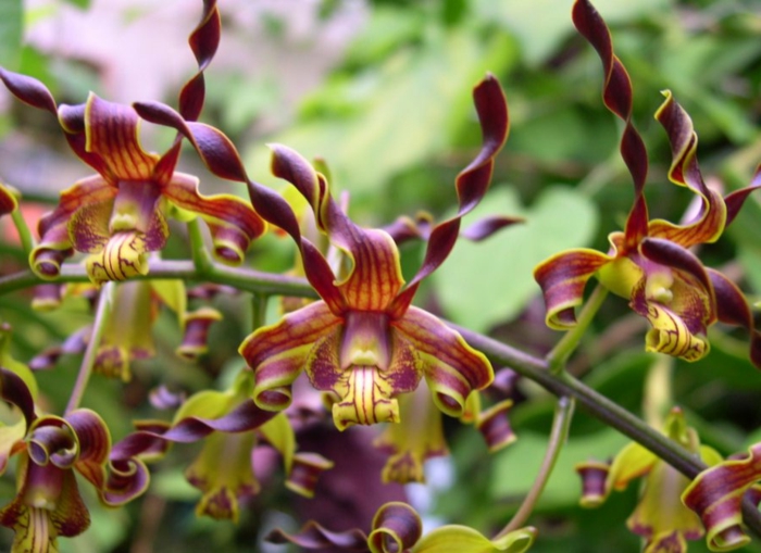 Orhideen-Arten-lila-grün-und-gelb