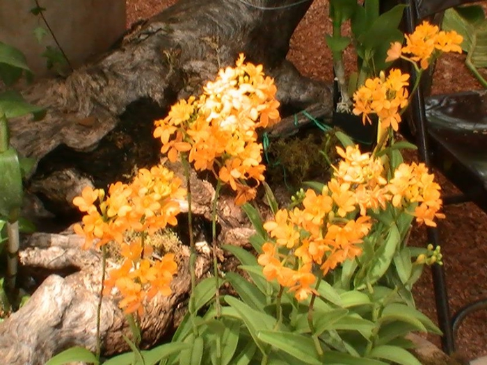 Orhideen-Arten-orange-neben-dem-Baum