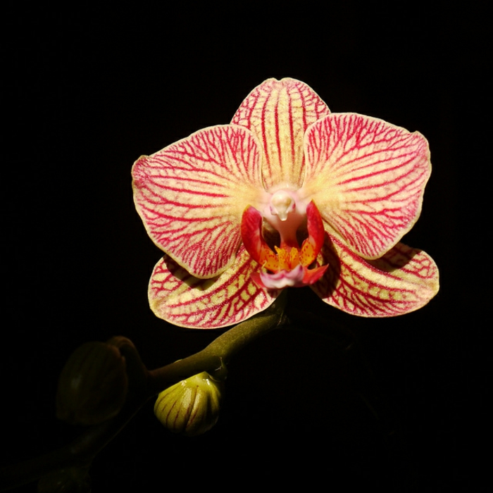 Orhideen-Arten-rot-schwarzer-Hintergrund