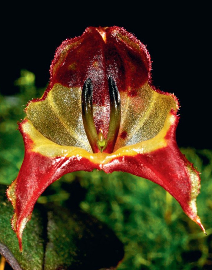 Orhideen-Arten-rote-und-grüne-Farben