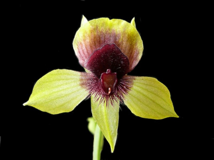 Orhideen-Arten-schwarzer-Hintergrund-gelb