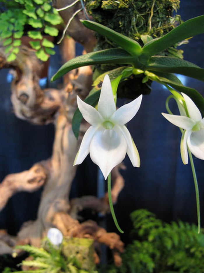 Orhideen-Arten-weiß-Baum-im-Hintergrund