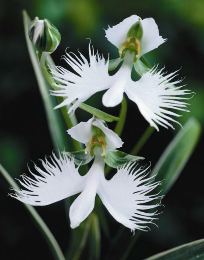 Orhideen-Arten-weiß-und-grün
