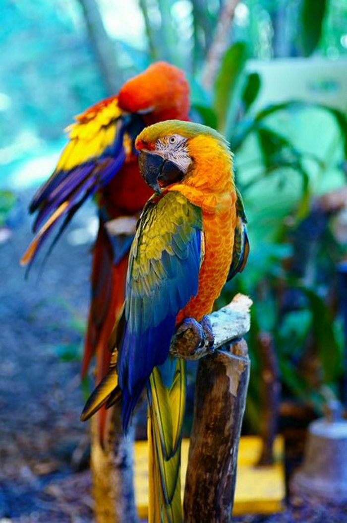 Papagei-bunte-Federn-gelb-orange-blau-grün-rot