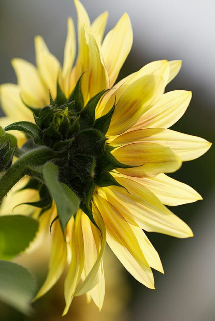 Sonnenblume-Bild-Rücken-Rückseite-Naturbild