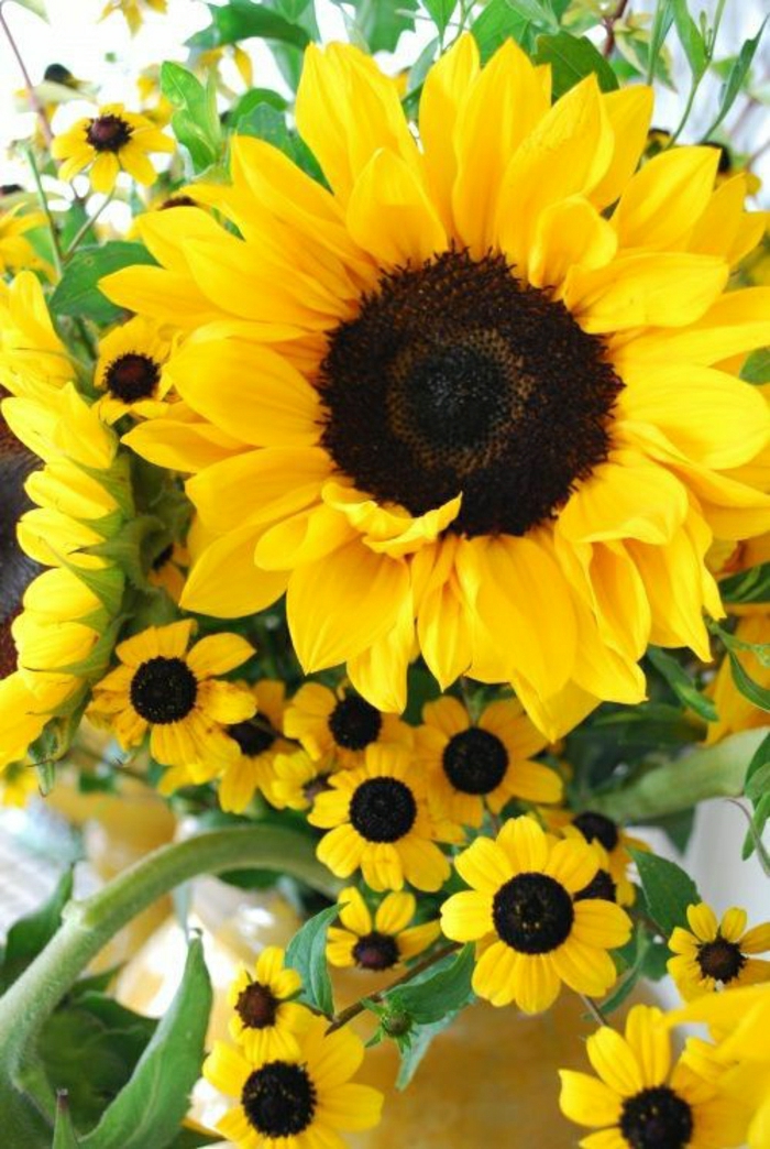 Strauß-Sonnenblumen-Foto-frisch