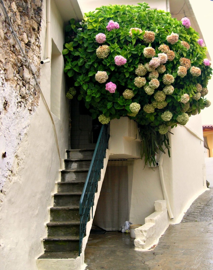 Balkonpflanzen Und Balkonblumen Gartencenter Ptschke