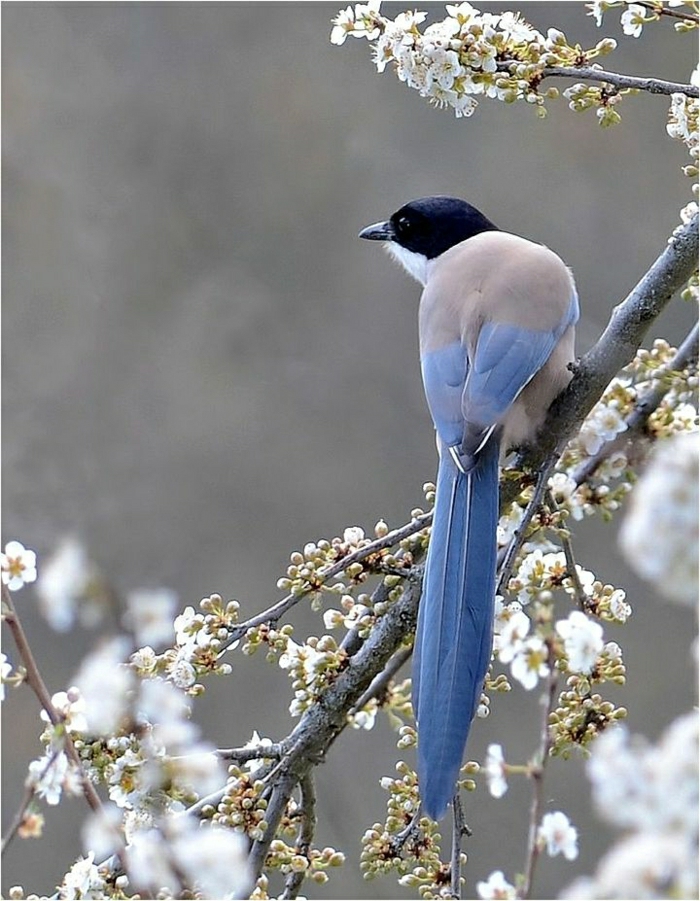 blaue-Elster-schöne-bunte-Federn-Baum-Blüte