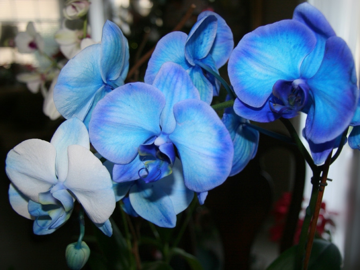 blaue-Orhideen-Arten