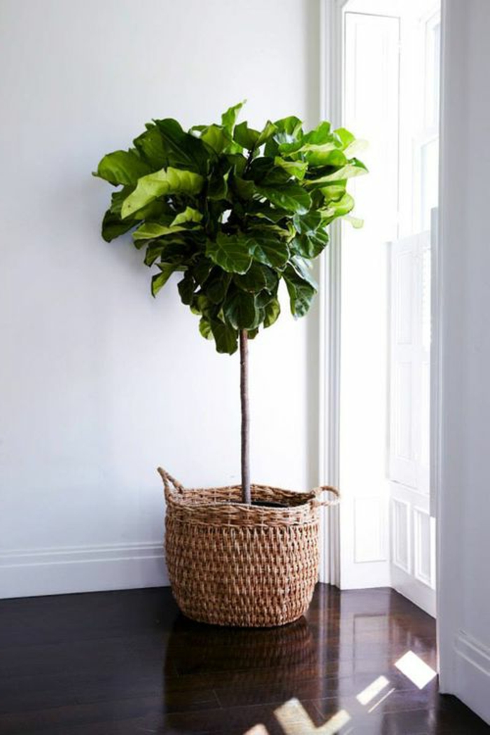 dekoration-im-wohnzimmer-schöne-grüne-pflanze