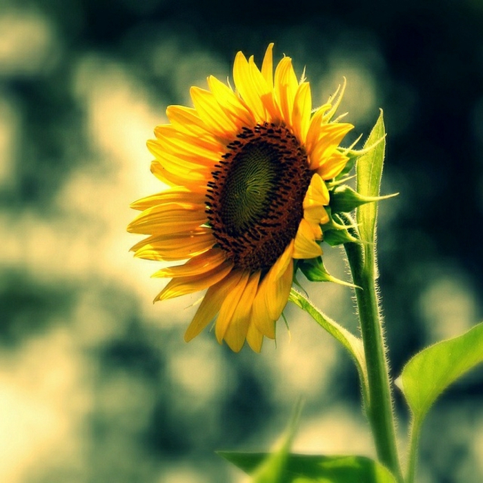 einzige-einsame-Sonnenblume-schönes-Foto-Kunst