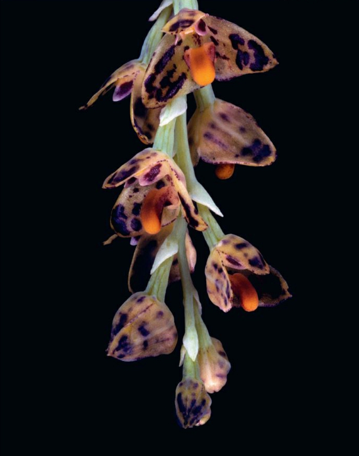 fleckige-Orhideen-Arten-schwarzer-Hintergrund