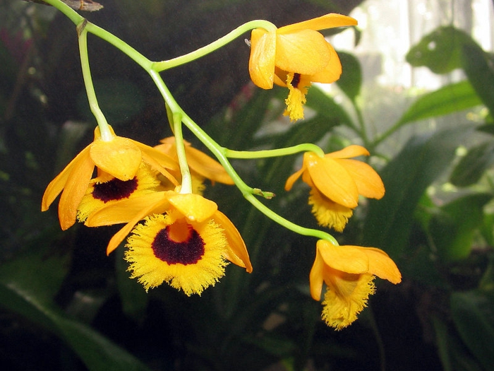 gelbe-Orhideen-Arten