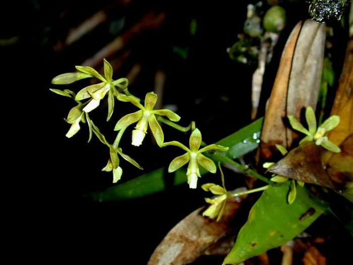 grüne-Orhideen-Arten