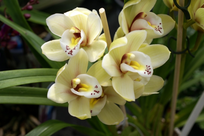 hell-gelb-Orhideen-Arten