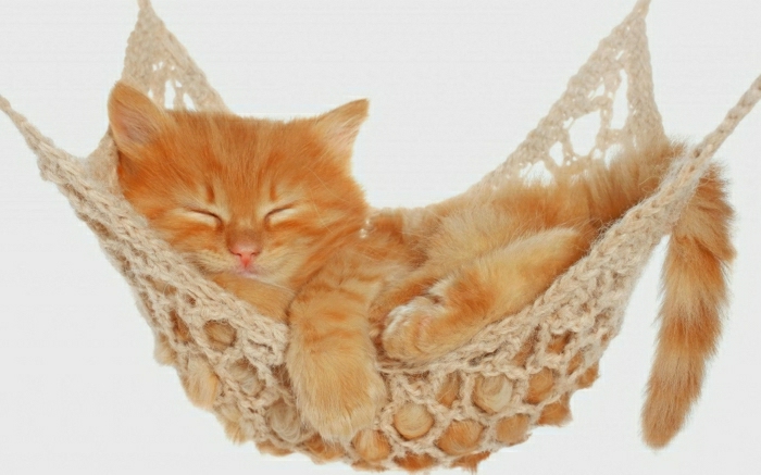 kleine-orange-Katze-Garfield-Hängematte-schlafend