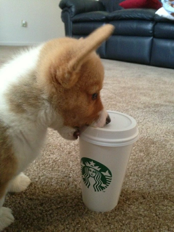 kleiner-Hund-Kaffeebecher-to-go-Starbucks-spielen