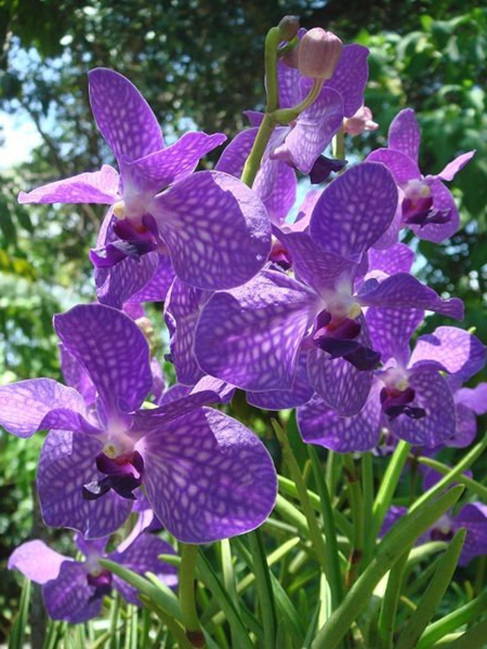 lila-Orhideen-Arten