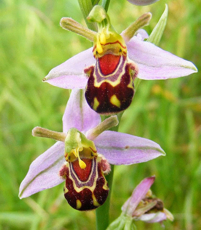 lächelnde-Orhideen-Arten
