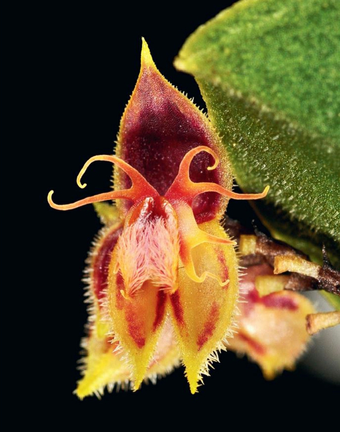 merkwürdige-Orhideen-Arten-schwarzer-hintergrund