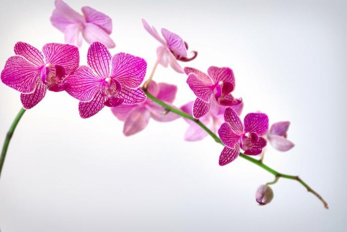 rosige-Orhideen-Arten-weißer-Hintergrund