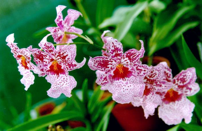 rot-rosig-weiß-Orhideen-Arten
