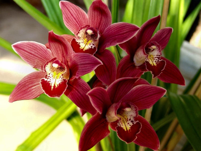 rote-Orhideen-Arten