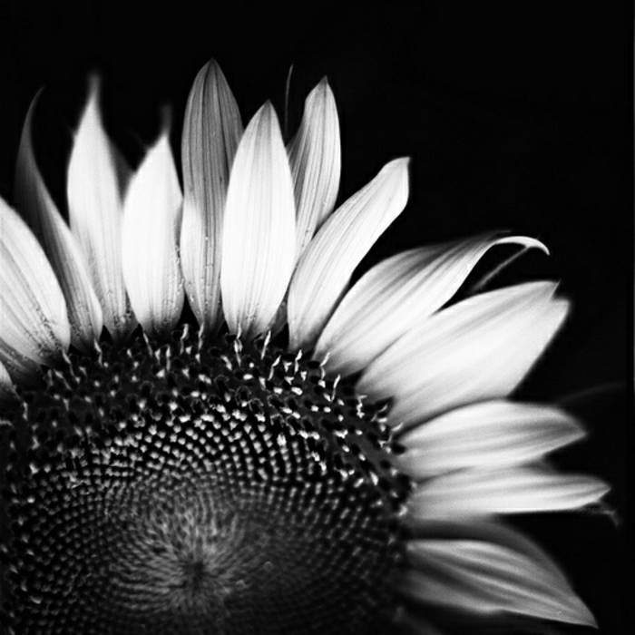 schwarz-weiße-Natur-Fotografie-Sonnenblumen-Bilder-von-nah