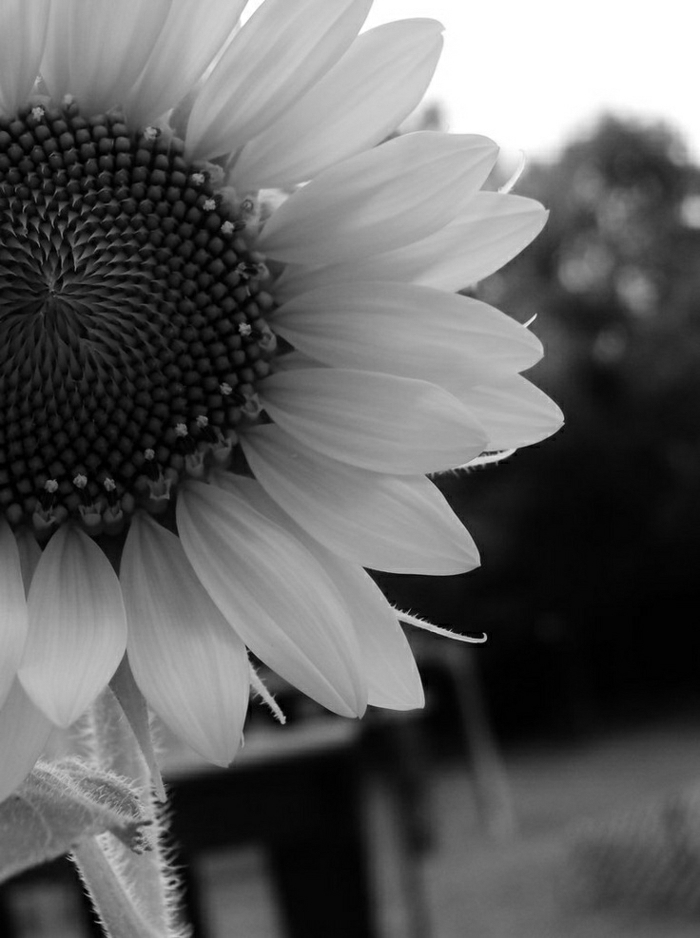 schwarz-weiße-Natur-Fotografie-Sonnenblumen-Bilder