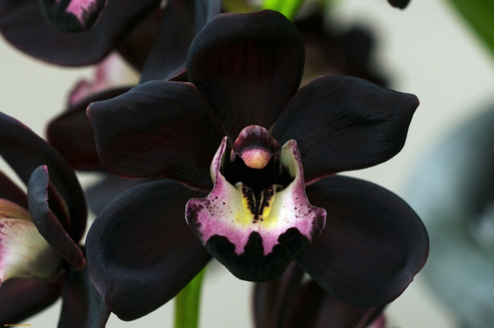 schwarze-Orhideen-Arten